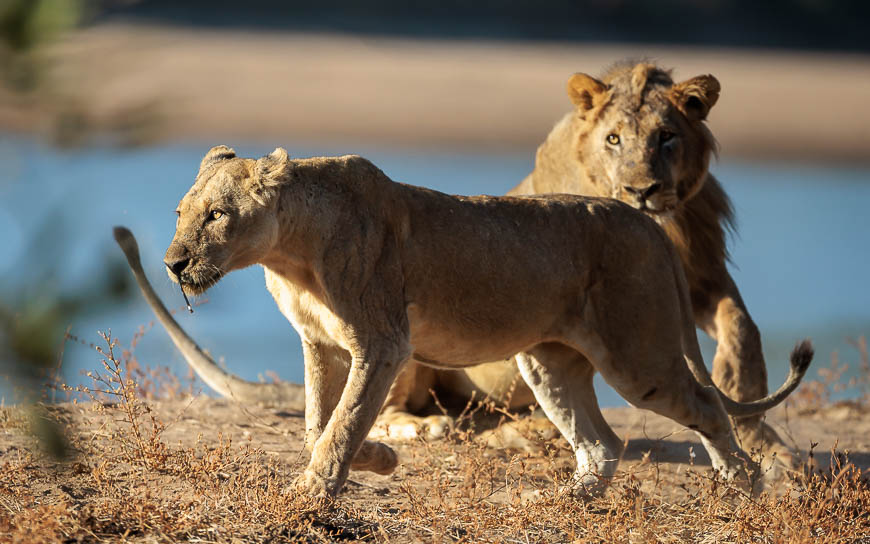 Images of wildlife from photo safari with edward selfe in the south luangwa np.