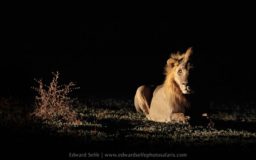 Sidelighting lions on photo safari in south luangwa national park.