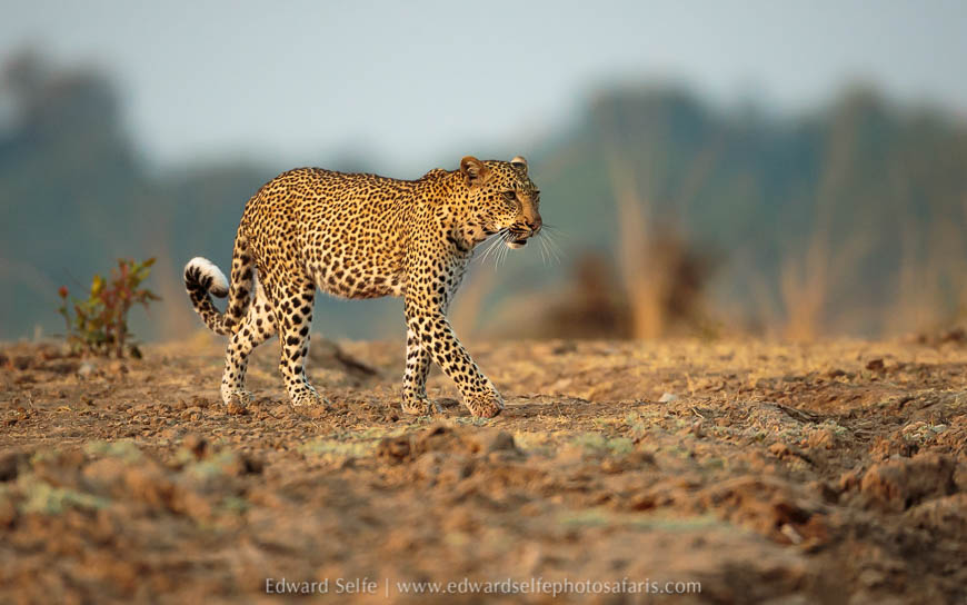 Wildlife image from a photo safari with edward selfe.