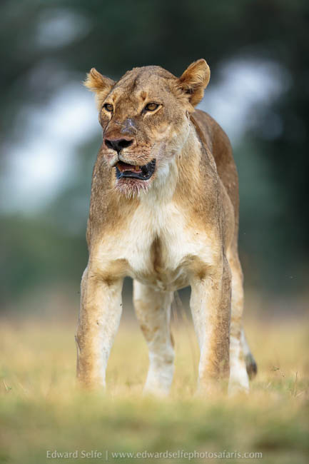 Wildlife image from a photo safari with edward selfe.