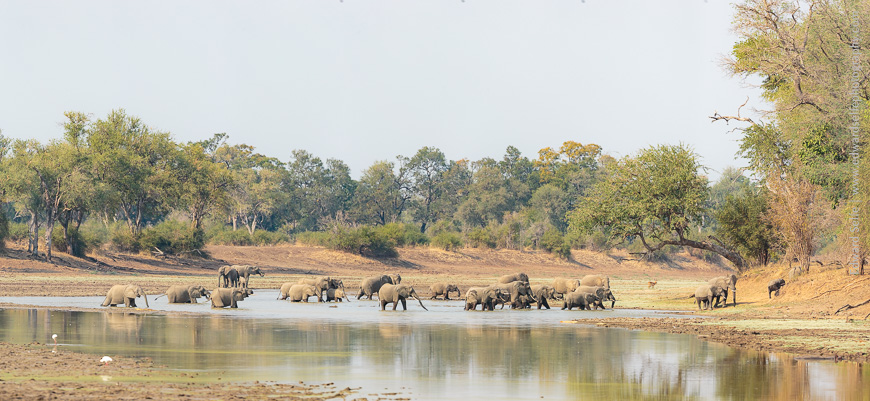 A large number of elephants cross Lunga Lagoon in South Luangwa.