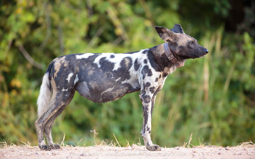 Wildlife image from photo safari with edward selfe.