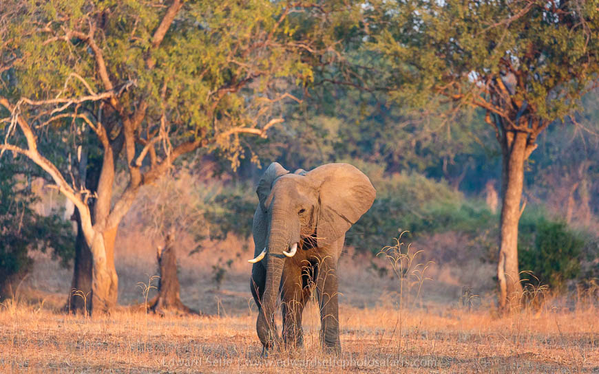 Wildlife image from photo safari with edward selfe in south luangwa national park.