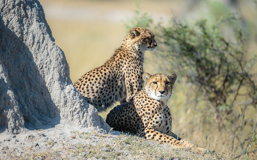 Images of wildlife from photo safari with edward selfe