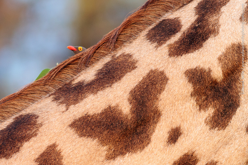 An Oxpecker peeks over the mane of a giraffe, eyeing up the approaching danger.