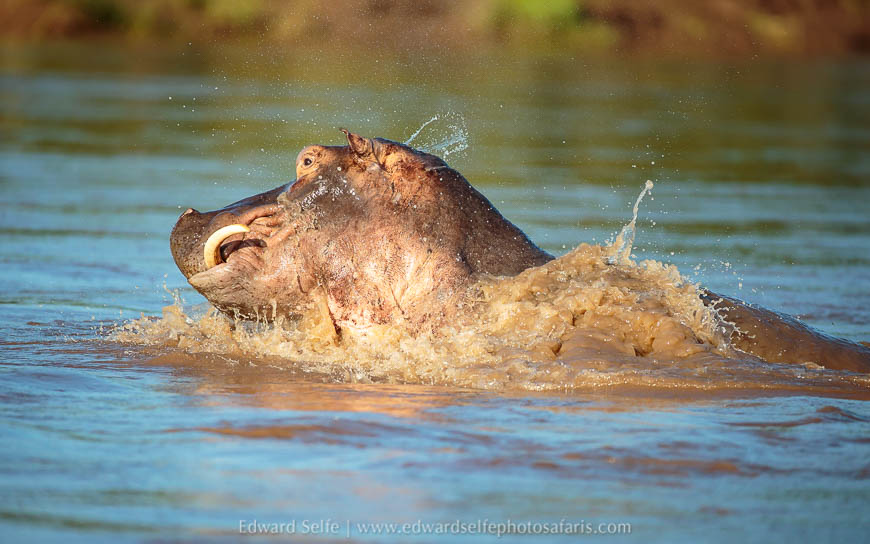 Wildlife image from the flooded luangwa by edward selfe.