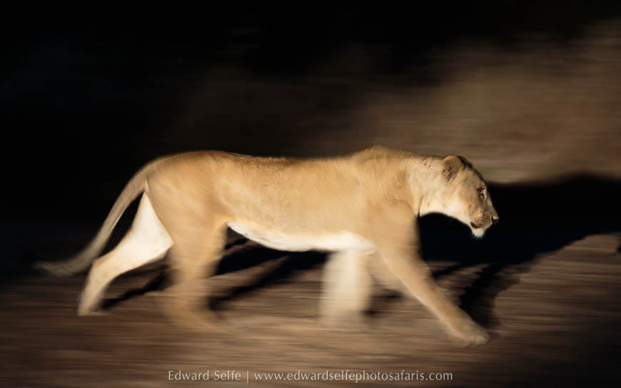 Wildlife image from photo safari with edward selfe in south luangwa national park.
