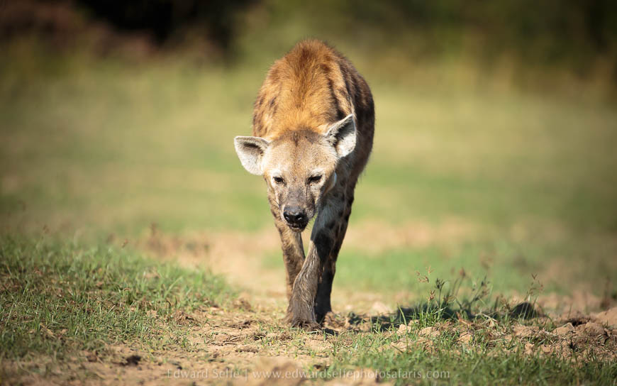 Wildlife image from photo safari with edward selfe.