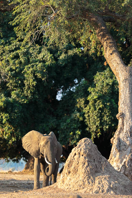 Wildlife image from photo safari with edward selfe safaris.