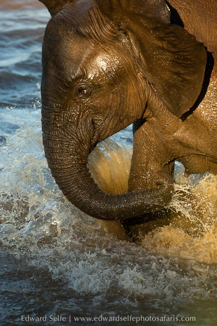 Wildlife image from photo safari with edward selfe.