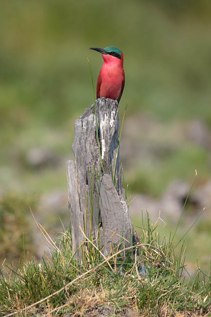 Wildlife image from photo safari with edward selfe in south luangwa national park.
