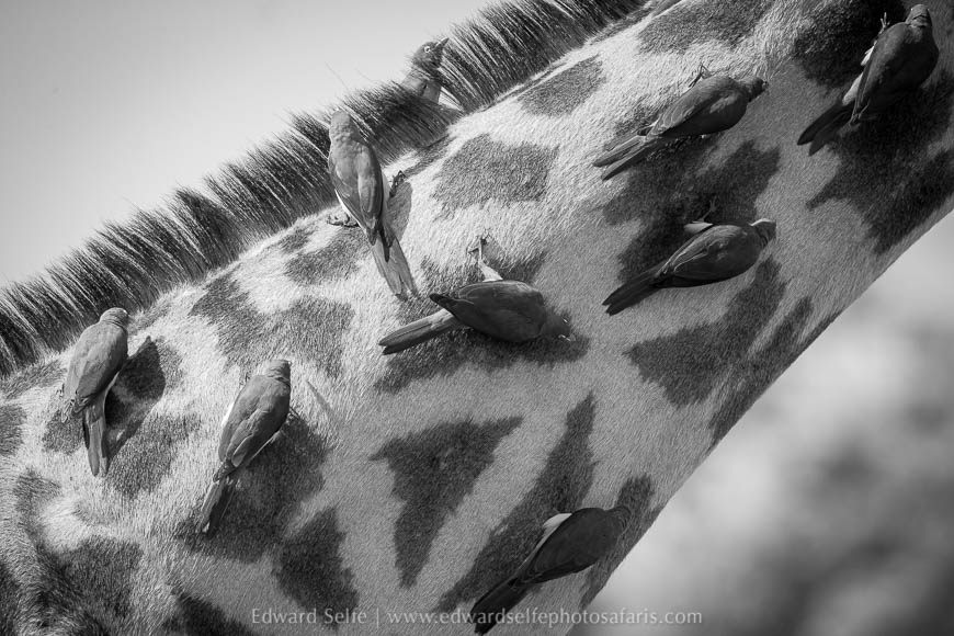Wildlife image from photo safari with edward selfe in south luangwa national park.