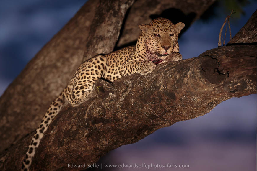 Large male leopard resting in a tree on photo safari south luangwa national park.