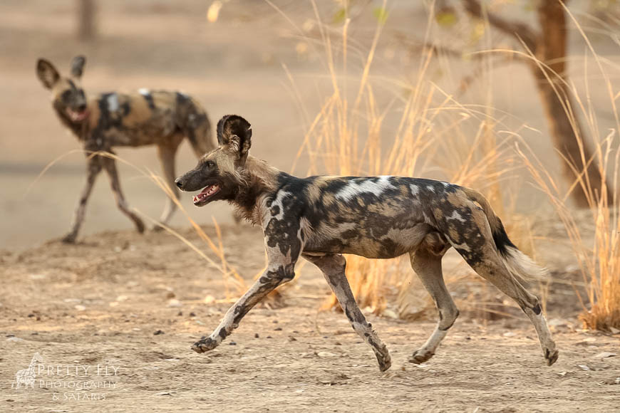 Wildlife image from photo safari with edward selfe in south luangwa national park.