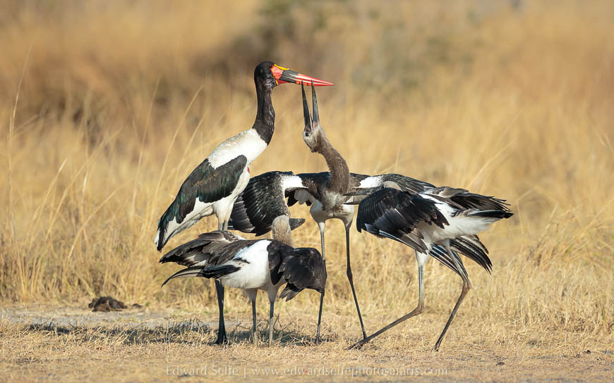 Adult saddle-billed stork feeds juveniles on photo safari with edward selfe in south luangwa national park.