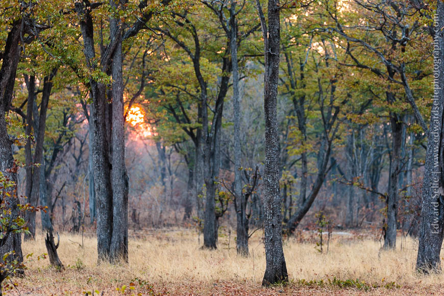 Sunrise through Mopane trees in South Luangwa National Park, Zambia.