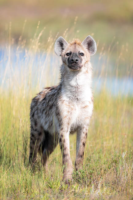 Wildlife image from photo safari with edward selfe in south luangwa national park.