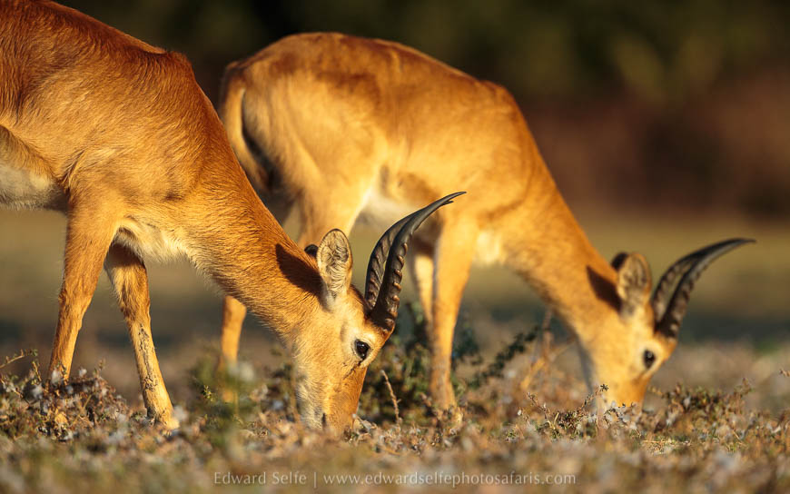 Wildlife image from photo safari with edward selfe in south luangwa national park.