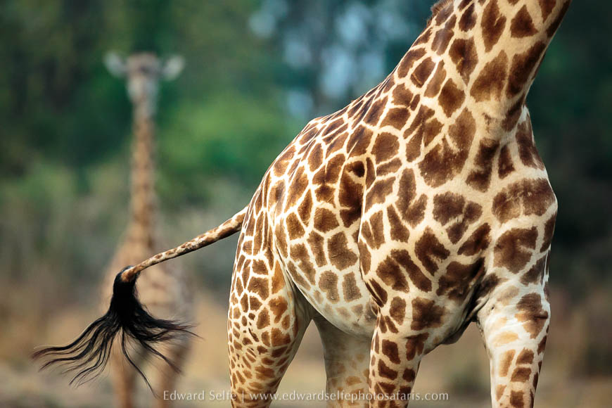 Wildlife image from a photo safari with edward selfe.