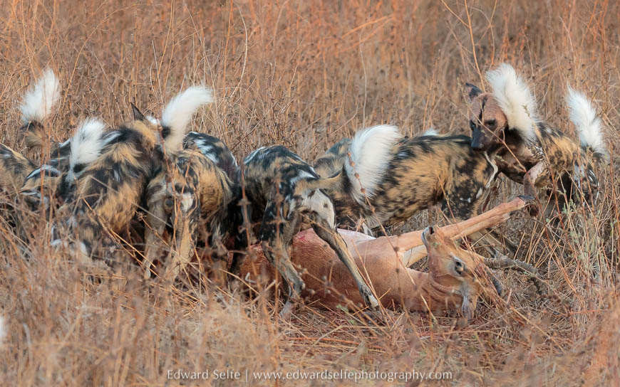 Wild dogs feeding on a freshly killed impala photo safari in south luangwa national park.