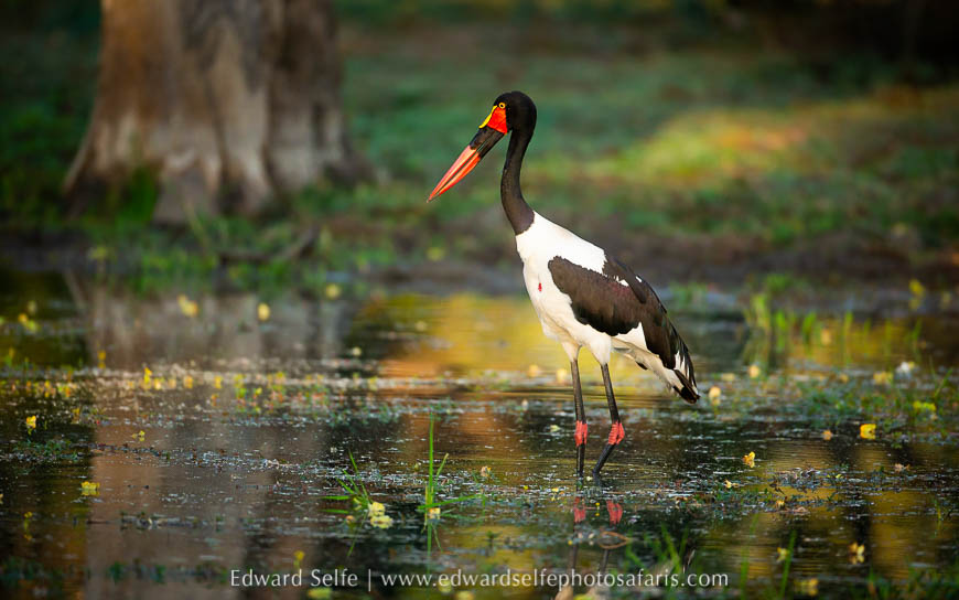 Wildlife image from photo safari with edward selfe.