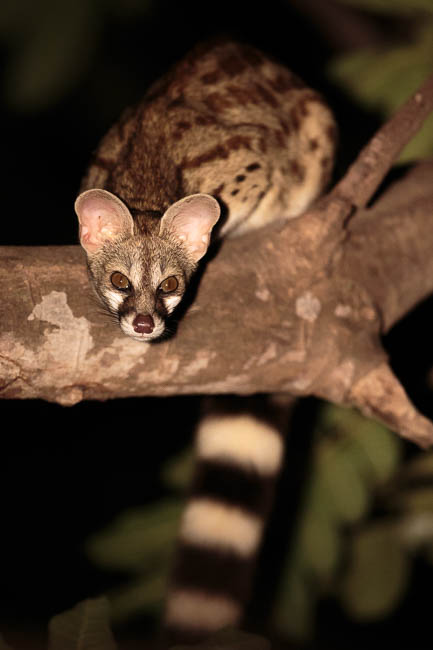 Wildlife image from photo safari with edward selfe in south luangwa national park.