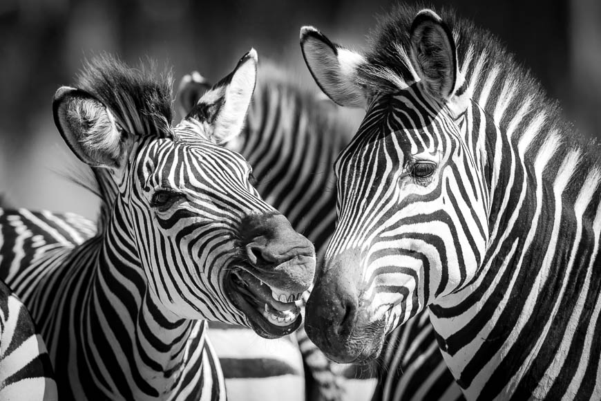Images of wildlife from photo safari with edward selfe in south luangwa.