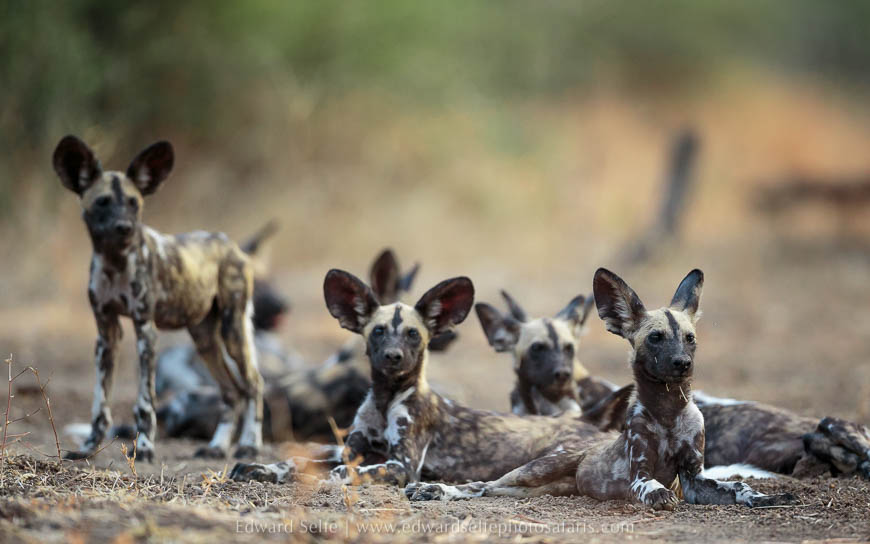 Wildlife image from photo safari with edward selfe in south luangwa national park.