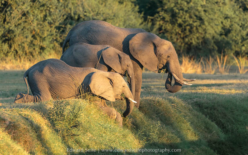 Elephants feeding on long grass at the edge of a gulley on photo safari in South Luangwa National Park.
