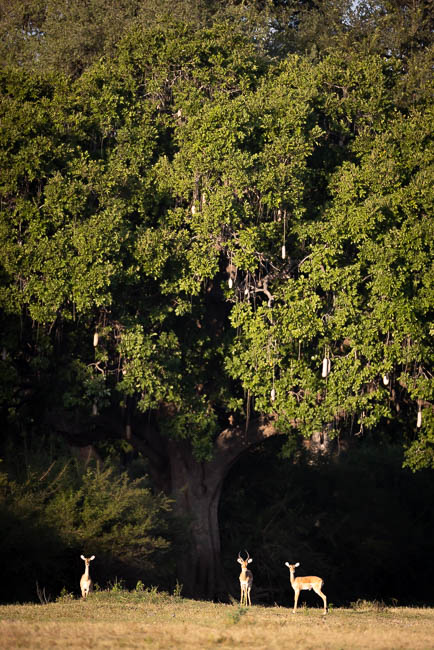 Images of wildlife from photo safari with edward selfe in south luangwa.