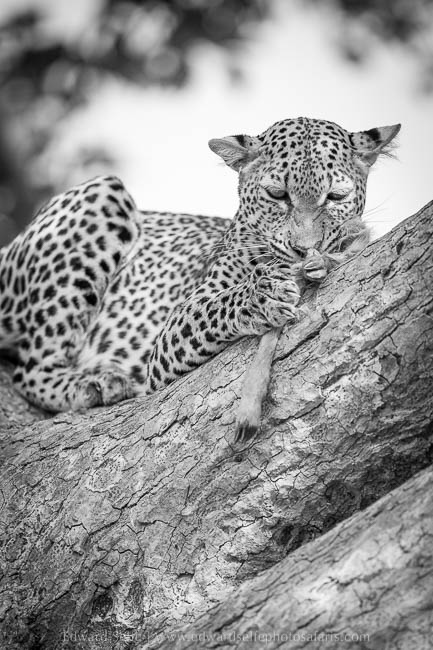 Wildlife image from photo safari with edward selfe in south luangwa national park.