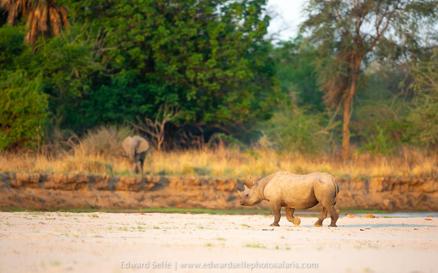 Wildlife image from photo safari with edward selfe.