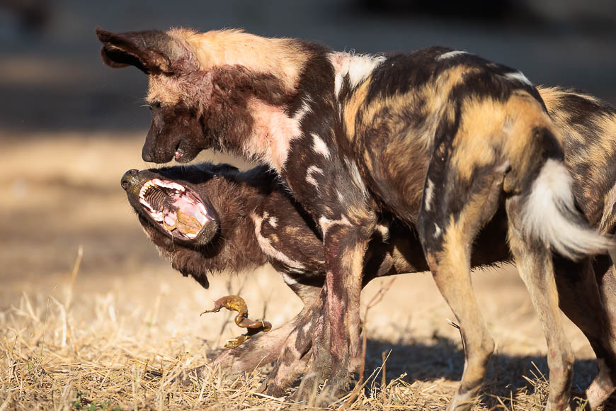 Images of wildlife from photo safari with edward selfe in zambia.