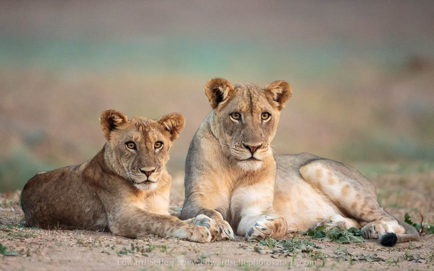 Wildlife image from photo safari with edward selfe in south luangwa national park.