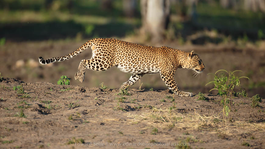 Wildlife image from photo safari with edward selfe.