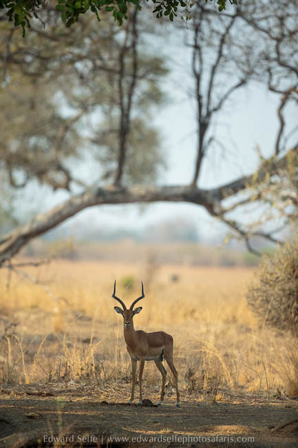 Wildlife image from photo safari with edward selfe in south luangwa national park.