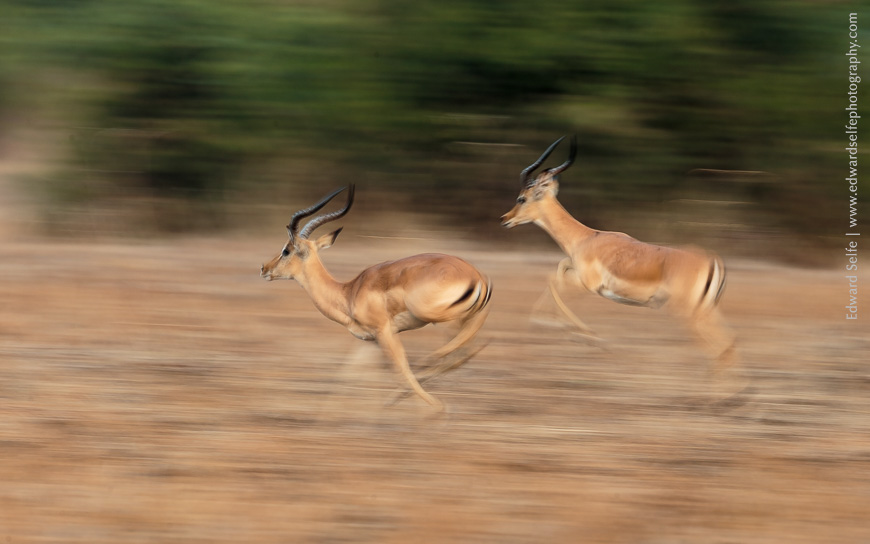 Impalas run across our path in early morning soft light in South Luangwa.