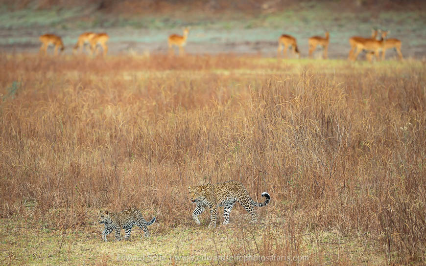 Wildlife image from a photo safari with edward selfe.