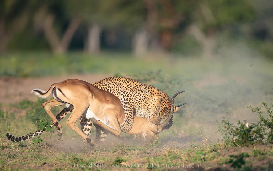 Wildlife image from photo safari with edward selfe.