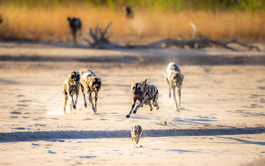 Images of wildlife from photo safari with edward selfe in south luangwa.