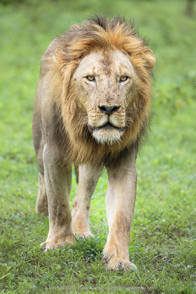 A large male lion walks towards the camera on a green season safari in South Luangwa.
