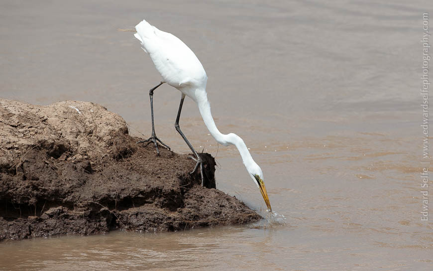 A great white egret catches a fish on the banks of the Luangwa on safari in South Luangwa National Park.