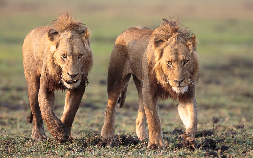 Wildlife image from a photo safari with edward selfe.