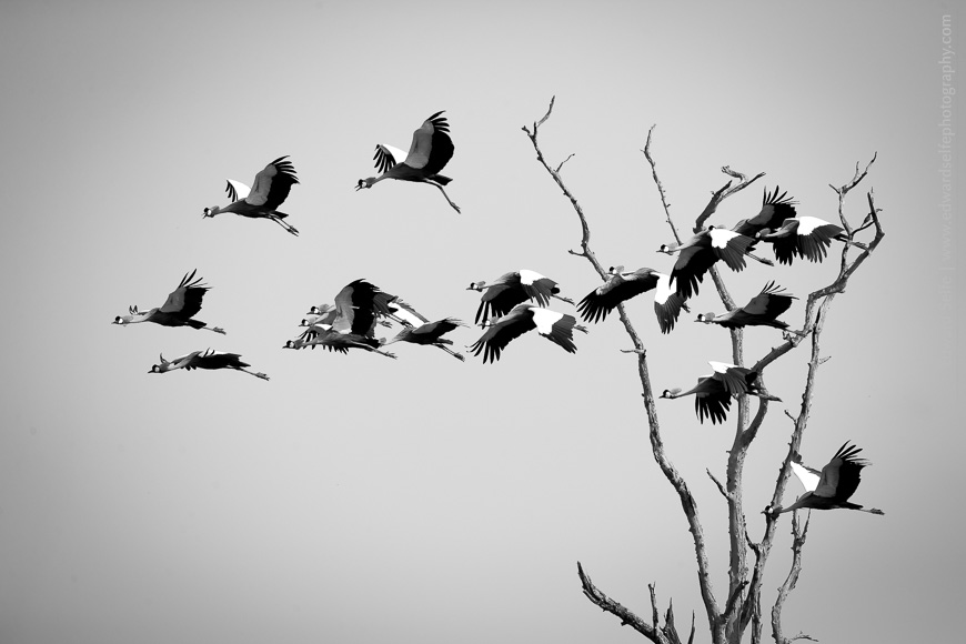 A flock of Crowned Cranes fly right to left across a dead mopane tree at the Nsefu Salt Pans in South Luangwa.
