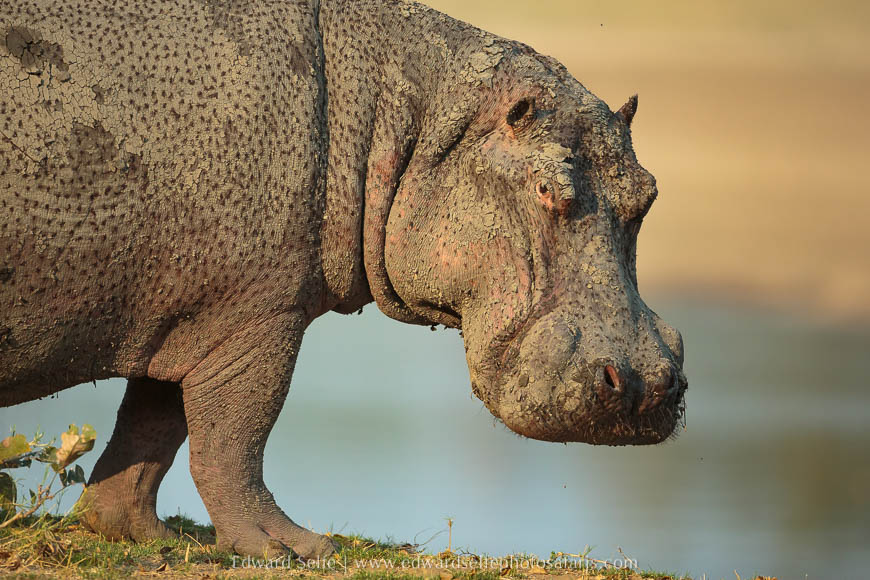Wildlife image from a photo safari with edward selfe.