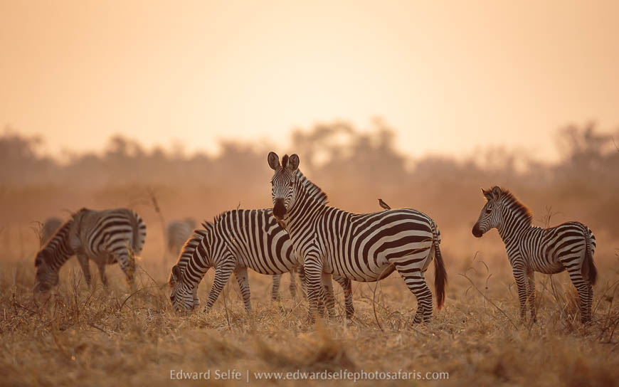 Wildlife image from a photo safari with edward selfe.