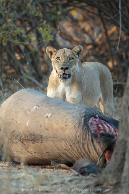 Lion on elephant carcass photo safari with edward selfe in south luangwa national park.