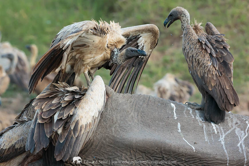 Vultures surround and feed on an elephant carcass during a photo safari with Edward Selfe in South Luangwa National Park