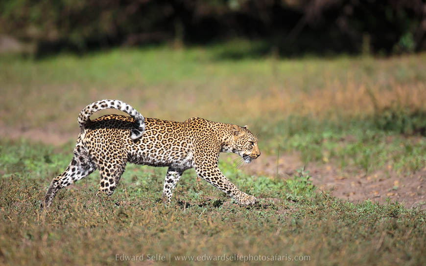 Wildlife image from photo safari with edward selfe.