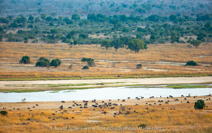 Wildlife image from photo safari with edward selfe.
